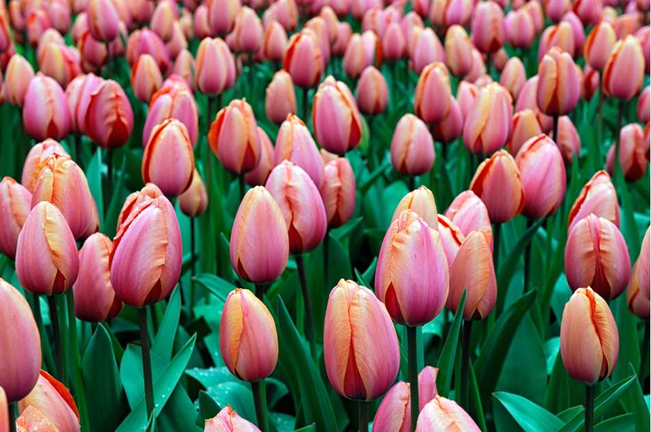 Tulpan 'Apricot Impression'